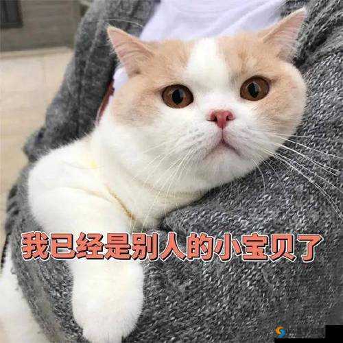 我爱搞:我的独特搞怪之旅