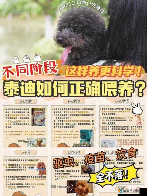 人狗胶配方大全狗狗一天吃多少：科学喂养指南