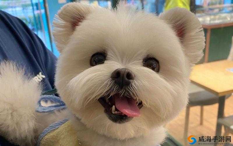鎬х泩鐩堣嗛的独特魅力