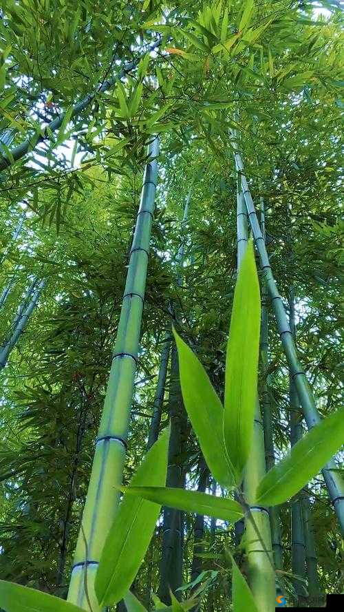 涓夊彾鑽墂 ww 鍦ㄧ嚎瑙傜湅- 鑽墂瑙傜湅灏忓ぇ瀹跺涵
