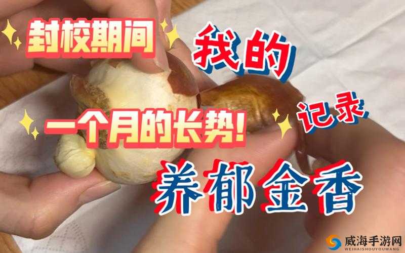 鑰佷汉鑸逛笂寮勯洦鑽：探索鑽石的奥秘