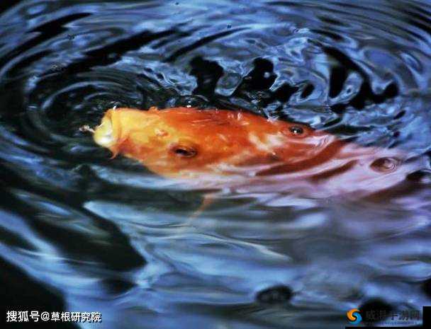 一夹一放怎么放和锦鲤吸水区别是什么：解析