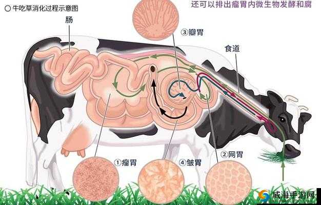牛百叶：牛胃的重要组成部分