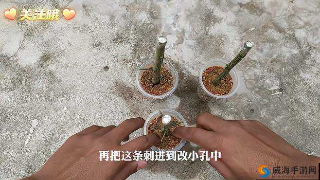 如何扦插？全过程视频演示