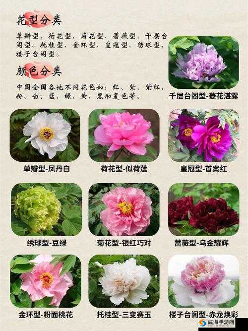 女人千层莲花激活后是什么样的：解析与探讨
