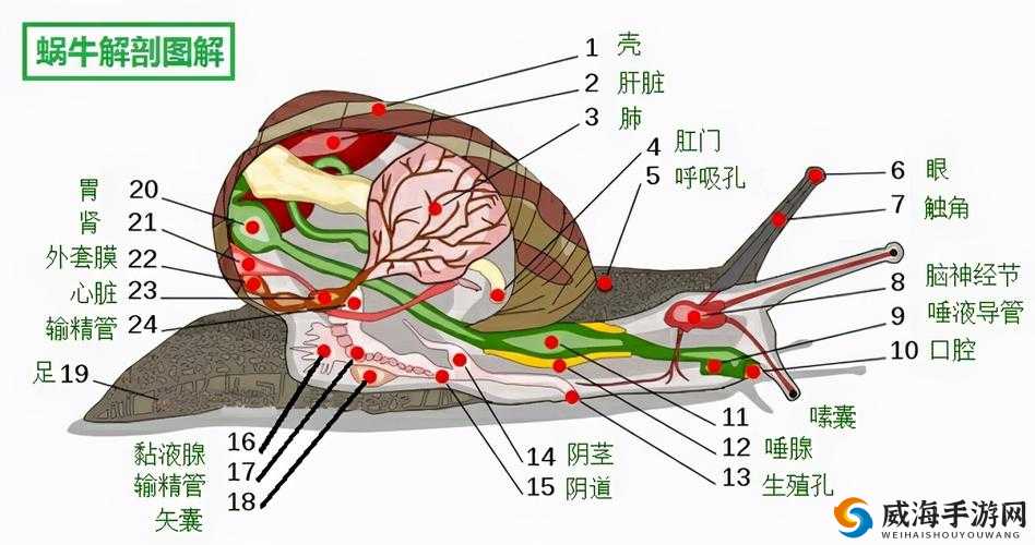 榨汁精灵繁衍要求：雌雄同体自交产子