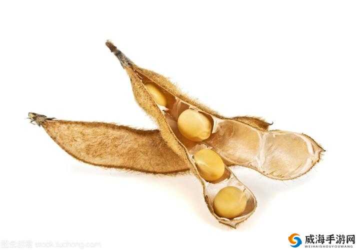 japonensis 成熟大豆的特点与价值