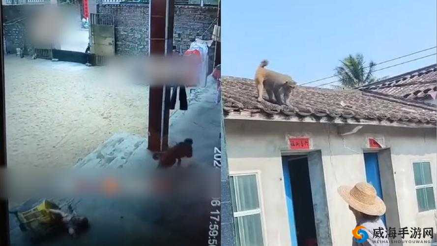 二人一起努力生猴子不盖被子：这是一种什么体验