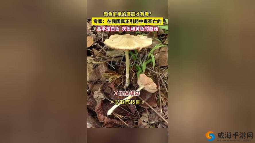 17c 爆料：独家揭秘蘑菇，震撼真相