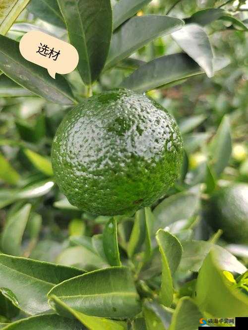 小青柑一线产区和二线产区的区别
