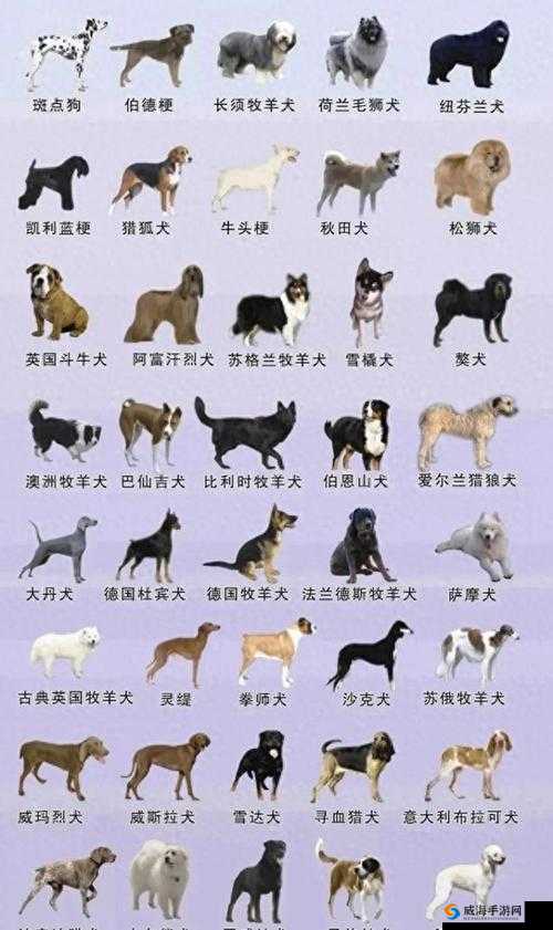 人狗胶配方全揭秘：详细配方及制作方法