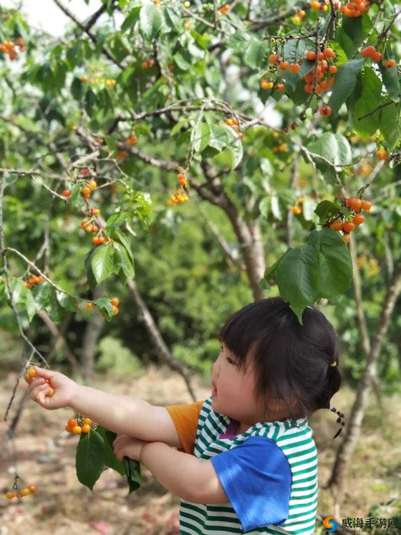 嘴唇美国 1990 小樱桃：相关介绍