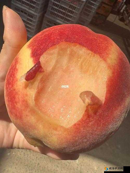 巨无霸水蜜桃 4439：甜蜜诱惑来袭
