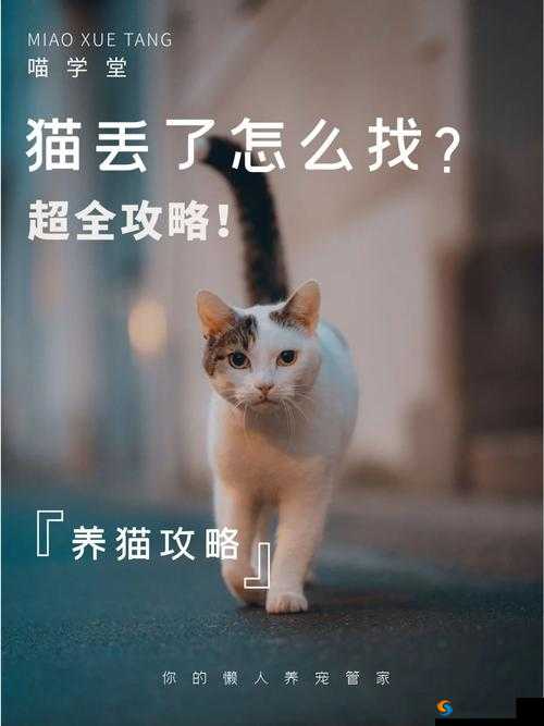 猫咪找不到了怎么办：积极寻找与耐心等待