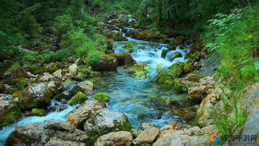 浓密的森林小溪在流淌水：静美如画的自然景观