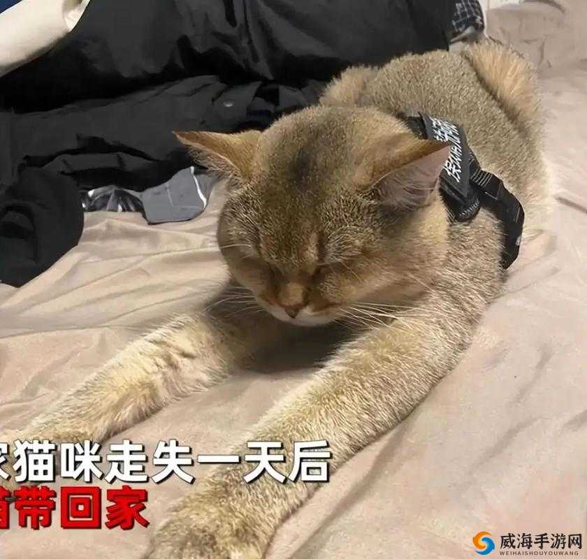 猫咪找不到了怎么办：快来帮忙想想办法