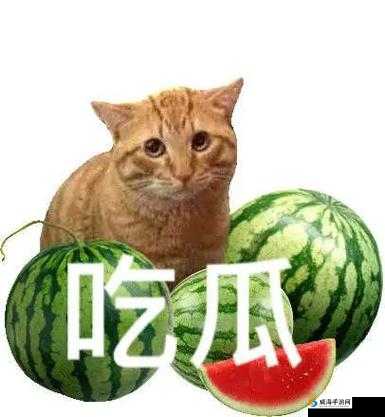 51 吃瓜:今日吃瓜必吃胖猫,你吃了吗?