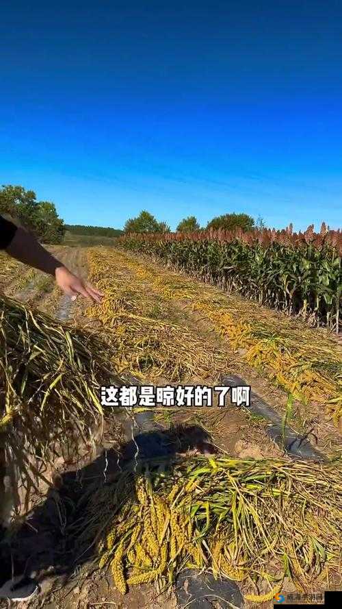 东北大叔 VLOG:带你领略东北生活的真实模样