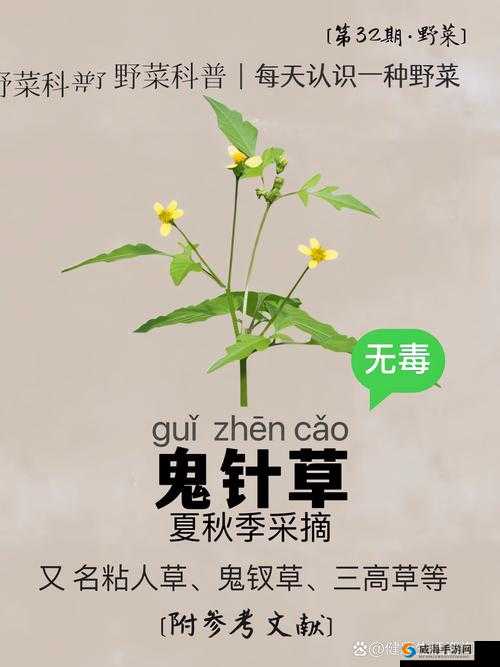 夜战十女不败草药：神奇功效大揭秘