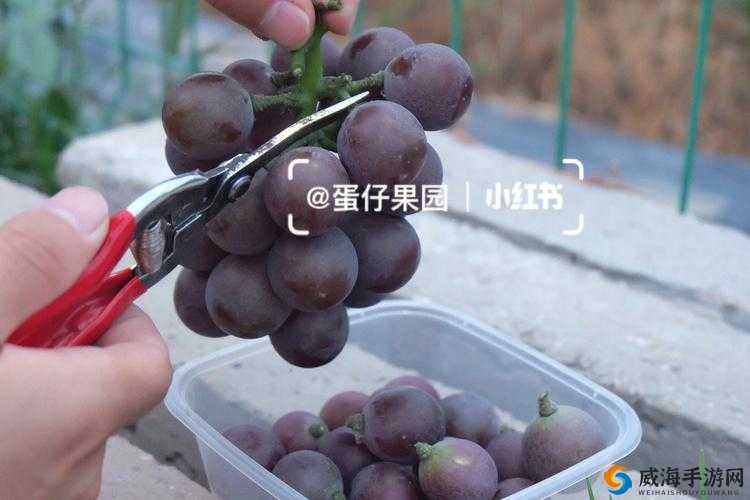 对着镜子把葡萄一粒粒：独特的行为背后