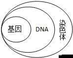 DNA 定亲权：母亲与儿子的遗传关联