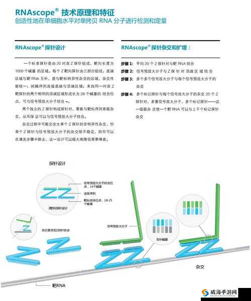RNAScope 原位杂交：探索基因表达的微观世界