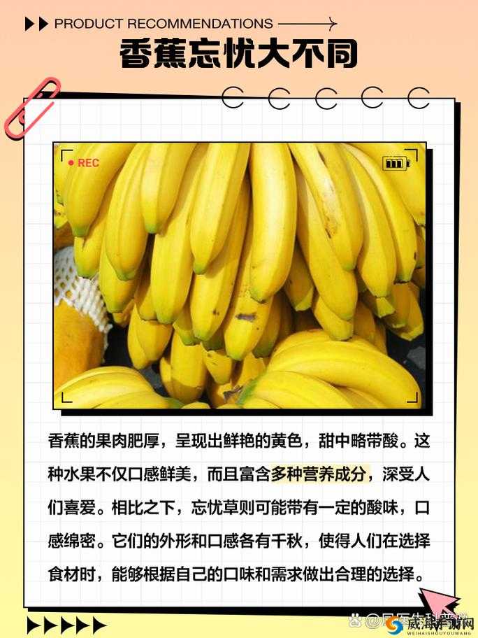 香蕉和忘忧草的区别：形态特性与功效差异