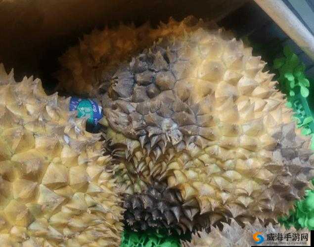 榴莲色斑让你流连忘返 503：独特魅力令人陶醉