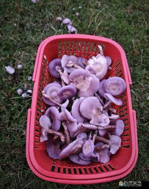 紫色的蘑菇根很粗大能吃吗：专家解读