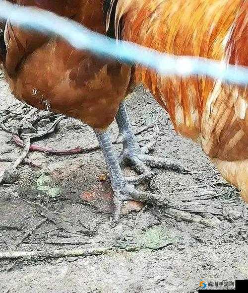 怎么让自己的鸡变大变长：自然方法与注意事项