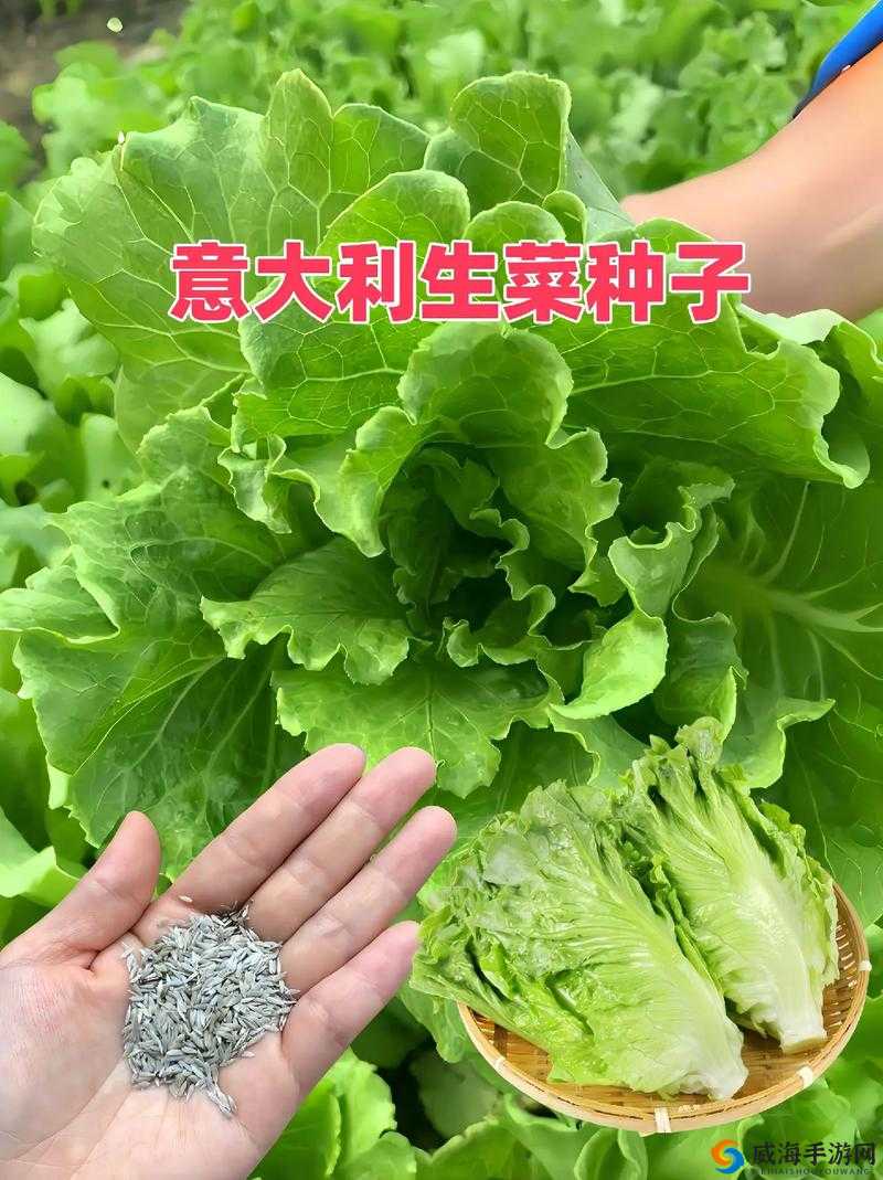 意大利：需要爸爸播种，这是为何？