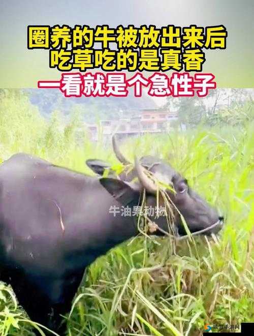 探索老牛嫩草一二三产品具体区别
