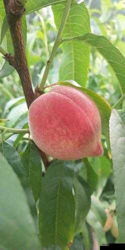 红桃.cv：独特魅力等你来探