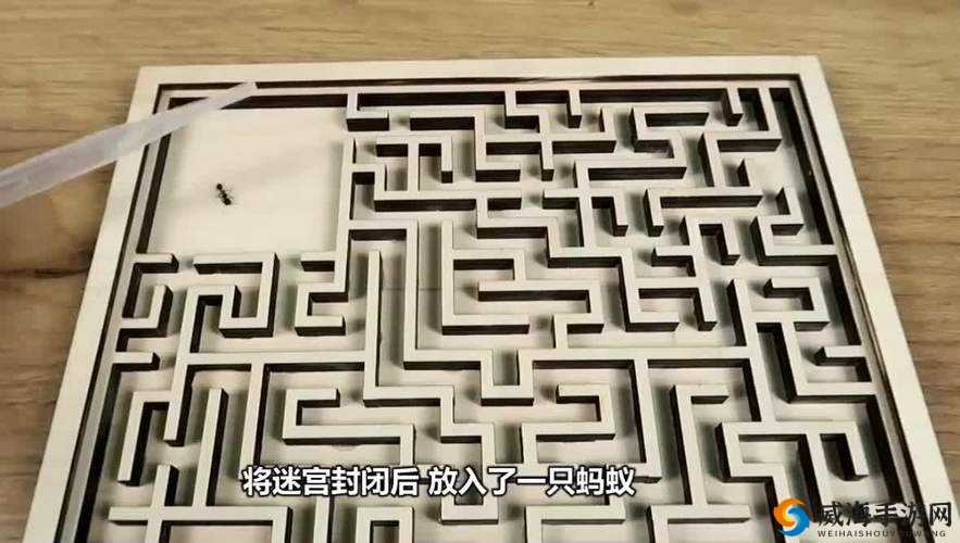 蚂蚁迷宫关卡奖励：冒险与挖矿49掉落详解