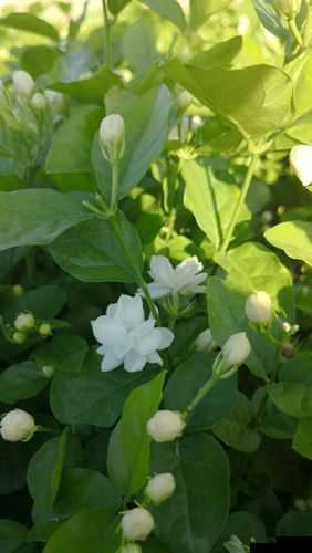 茉莉花看片影视大全：海量影视资源等你来看