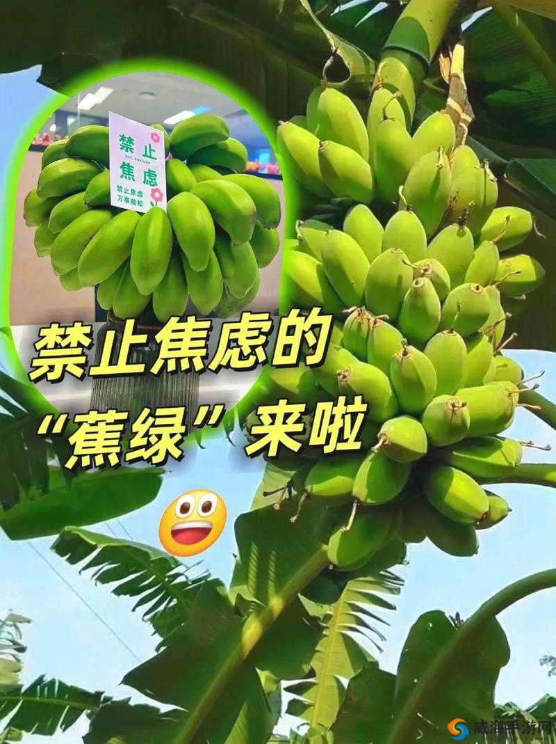 香蕉和忘忧草对焦虑的影响成片已正式发布：天然抗焦虑食物