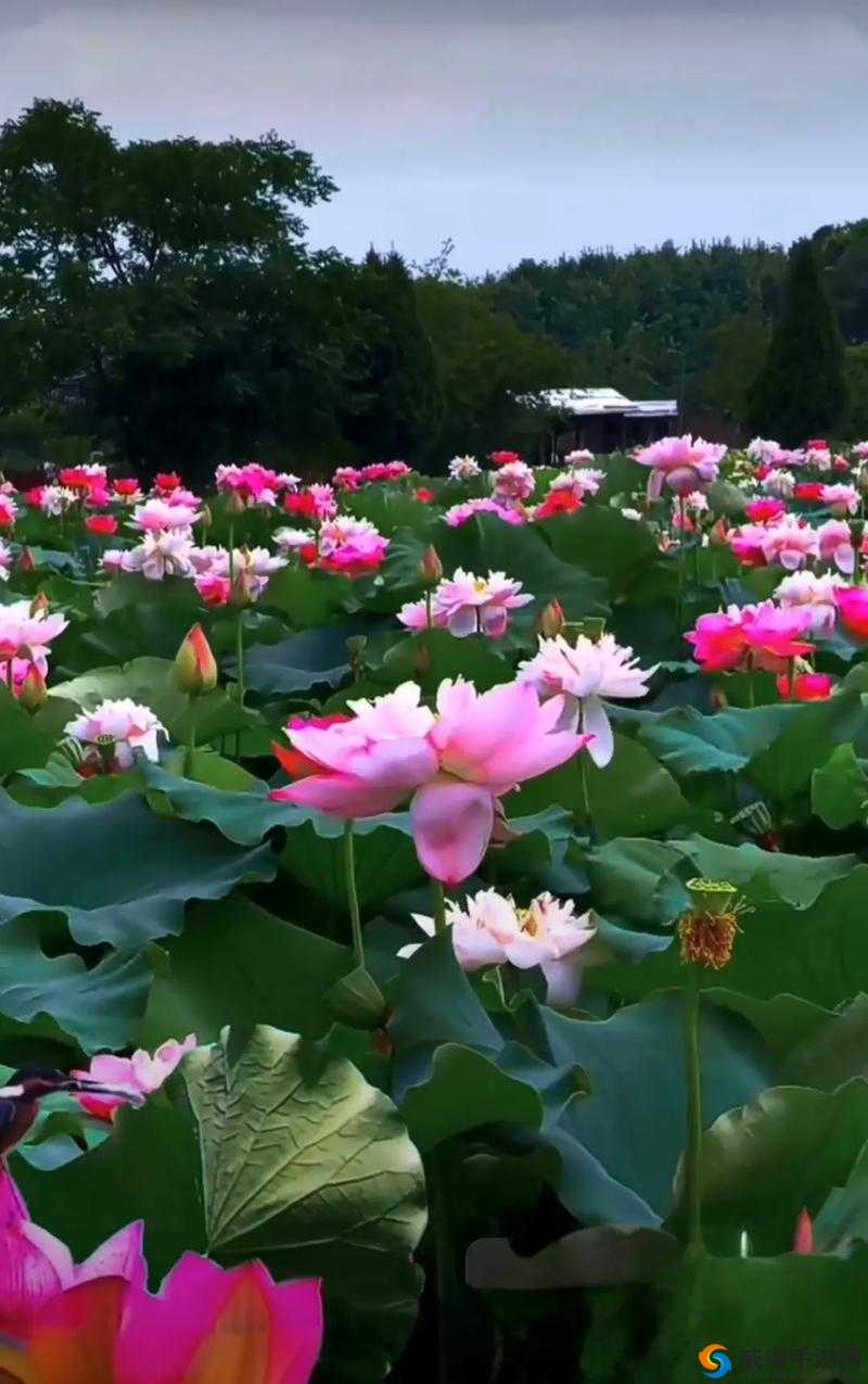 亭亭玉立荷花与国色天香牡丹争艳