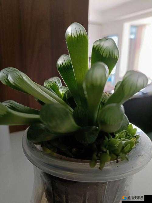 乱斗西游2青玉露获取攻略：全面解析青玉露获取方法与途径