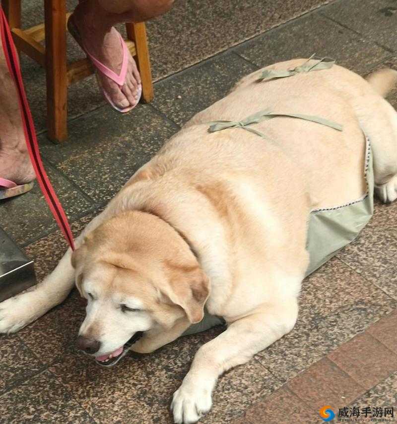 人、猪、狗最终还是被发现了：一场意外引发的真相揭示