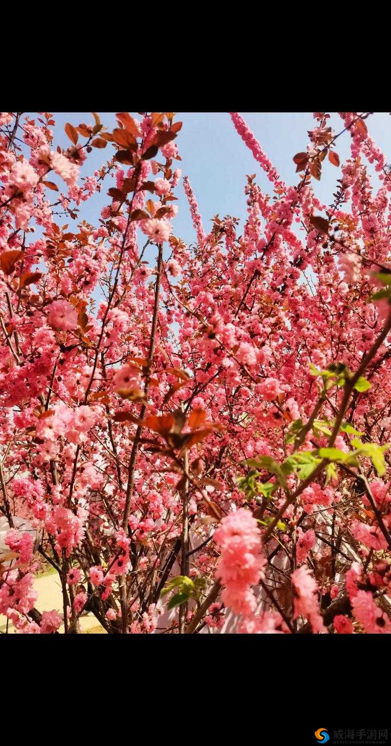 色天使桃花网：探寻独特桃花之美