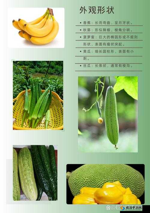 香蕉秋葵菠萝蜜黄瓜丝瓜的区别之剖析