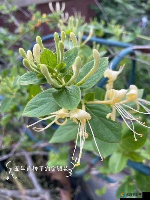 极致沉迷：TXL 金银花讲的是什么