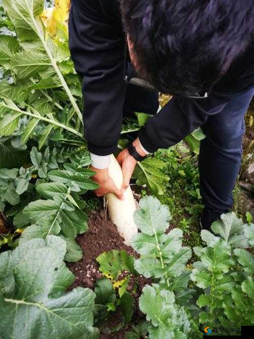 挤牛奶拔萝卜怎么拔操作及注意事项