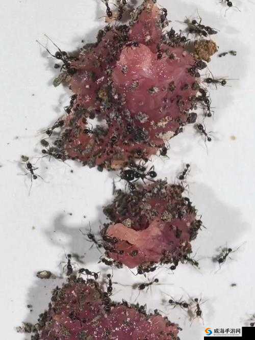 蝌蚪窝璜铯网站：探索别样精彩世界