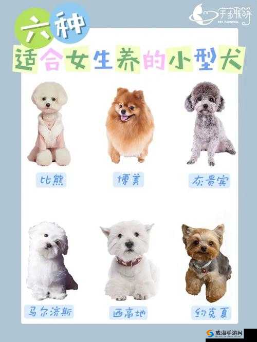 哪种狗最适合女人自己用：多种选择等你来