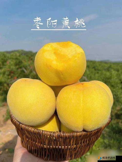 9612黄桃网站手机据说可以让你告别烦恼：真的吗
