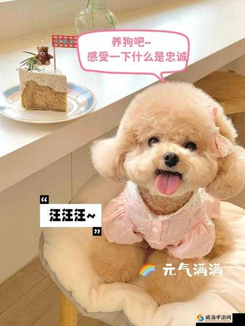 狗狗让我上瘾戒不掉怎么办：沉迷于狗狗难以自拔