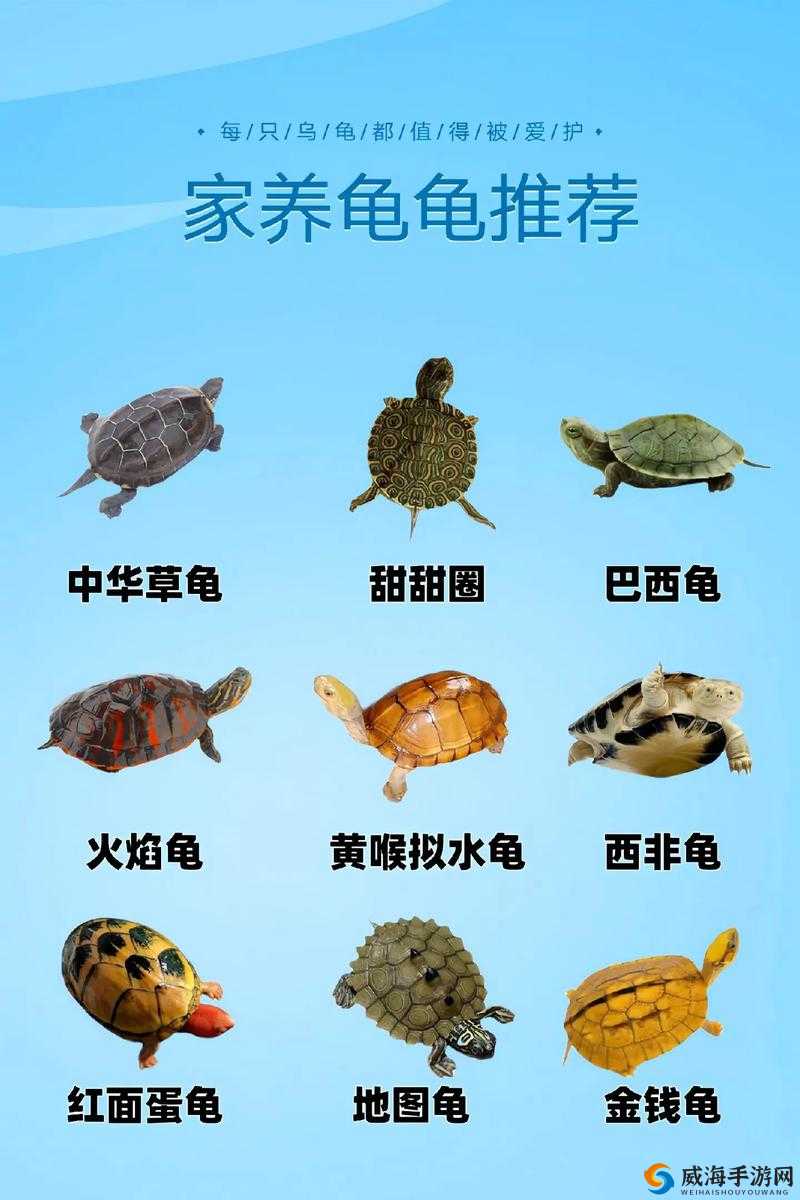 龟波性功：神奇气功的独特魅力