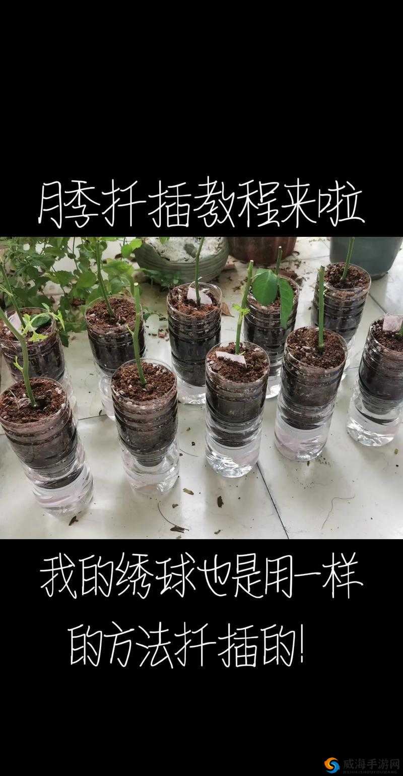 日本 72 种扦插方式:神奇的植物繁殖秘籍