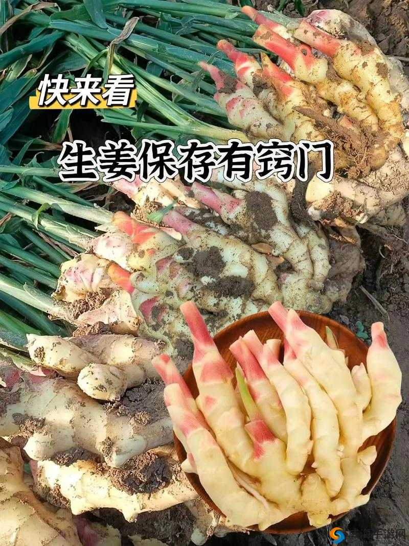 因为不吃姜被罚夹一年生姜:背后的荒唐惩罚